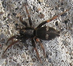 Sergiolus