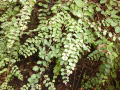 Symphoricarpos × chenaultii