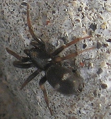 Sergiolus