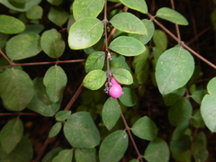 Symphoricarpos × chenaultii