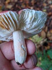 Russula lepida