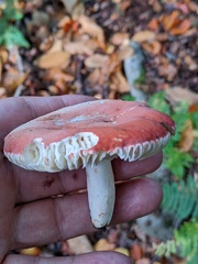 Russula lepida