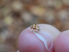 Vibidia duodecimguttata