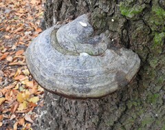 Fomes fomentarius