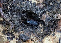 Carabidae