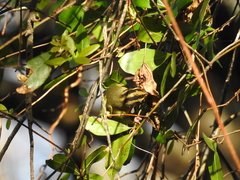 Helmitheros vermivorum