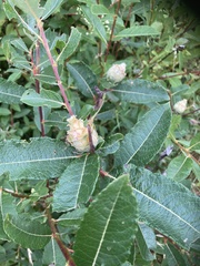 Rabdophaga strobiloides