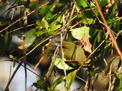 Helmitheros vermivorum