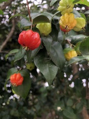 Eugenia uniflora