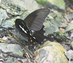 Papilio helenus