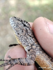 Sceloporus grammicus
