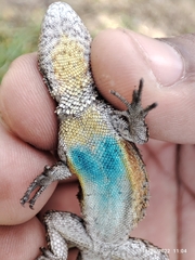 Sceloporus grammicus
