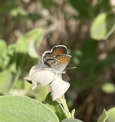 Brephidium exilis exilis