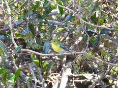 Vireo flavifrons