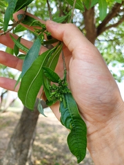Tabernaemontana catharinensis