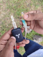 Sceloporus grammicus