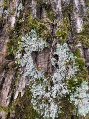 Heterodermia obscurata