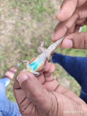 Sceloporus grammicus
