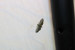 Pasiphila rectangulata