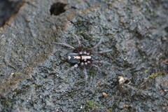 Herpyllus propinquus