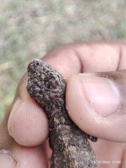 Sceloporus grammicus