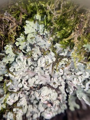 Heterodermia obscurata