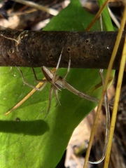 Pisaurina dubia