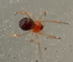 Ruborridion musivum