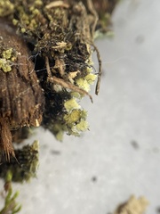 Heterodermia obscurata