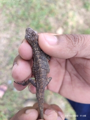 Sceloporus grammicus