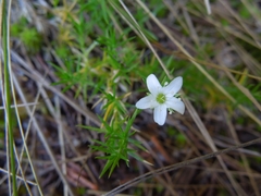 Arenaria lycopodioides