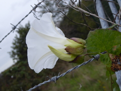 Calystegia × lucana
