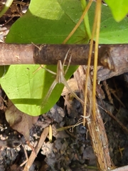 Pisaurina dubia