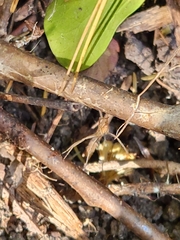 Pisaurina dubia