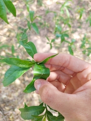 Tabernaemontana catharinensis
