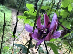 Passiflora loefgrenii