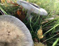 Russula parazurea
