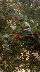 Ilex cornuta