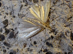 Crambidae