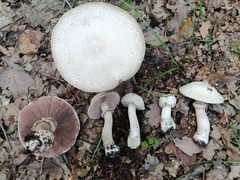 Agaricus benesii