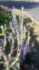 Linaria purpurea
