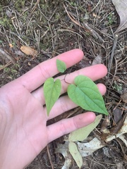 Endodeca serpentaria