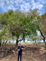 Tabernaemontana catharinensis