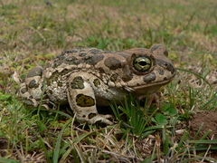 Bufotes boulengeri