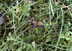 Tegenaria ferruginea