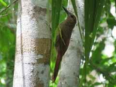 Dendrocolaptes sanctithomae