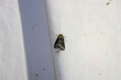 Oligia strigilis