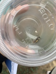 Bombyliidae