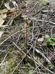 Pyrola chlorantha
