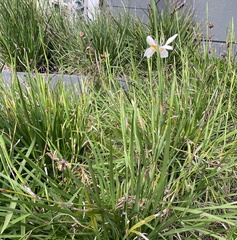 Dietes
